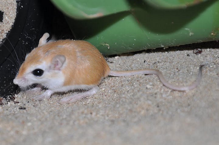 Baluchistan gerbil