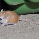Baluchistan gerbil