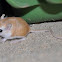 Baluchistan gerbil