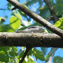 Blue-Grey Gnatcatcher