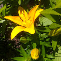 Lily