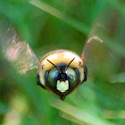 Eastern Carpenter bee