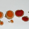 Scarlet Elfcup