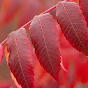 Staghorn Sumac