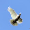 Little Corella