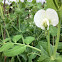 Snow pea