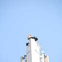 White Stork