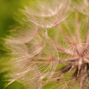Western Salsify