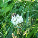 Western Honey bee