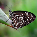 Parantica agleoides agleoides