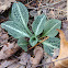 Downy Rattlesnake Plantain