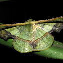 Geometridae
