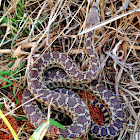 Pacific Gopher Snake