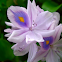 Water Hyacinth