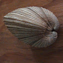 almejas