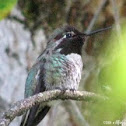 Anna's Hummingbird
