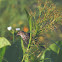 red wing blackbird (female)