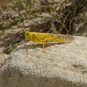 Grasshopper (Cavalletta)
