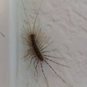 House Centipede