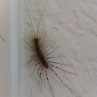 House Centipede