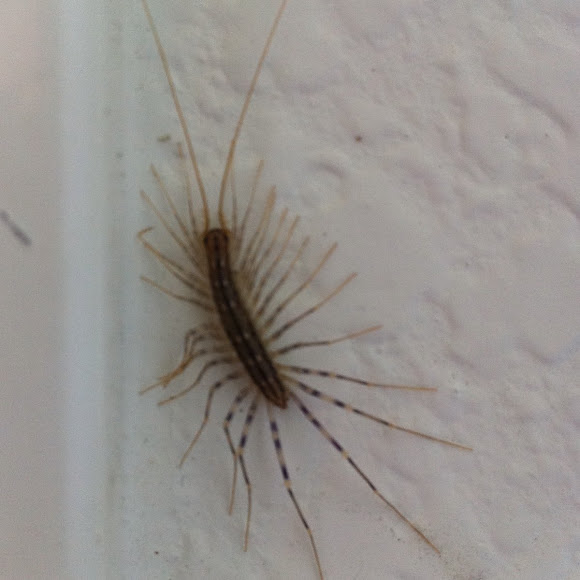 Spotting Image 1