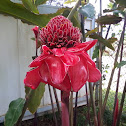 Torch ginger