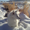 American Eskimo