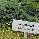 Juniperus