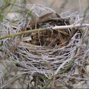 Bird nest