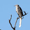 Northern Mockingbird