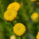 Bitterbush