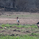 Saddle-billed Stork with Egyptian Geese