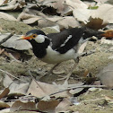 Asian Pied Starling