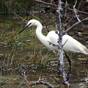 Little Egret - Volavka stříbřitá