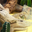 Bearded Dragon