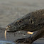 Komodo Dragon