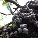 Fairy Bonnet