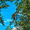 Squirel Monkey