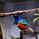 Superb Starling