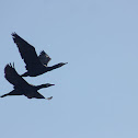 great cormorant
