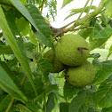 Black Walnut Tree