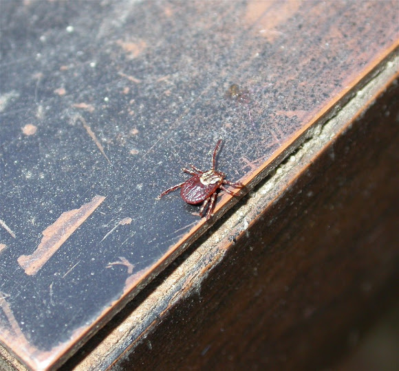 Spotting Image 1