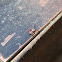 American Dog Tick or Wood tick