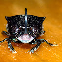 rainbow scarab