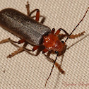 Leatherwing Beetle