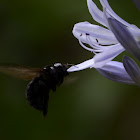 Carpenter Bee