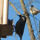 Red Breasted Nut Hatch