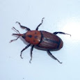 Picudos. Weevils