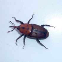 Picudos. Weevils