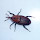 Picudos. Weevils